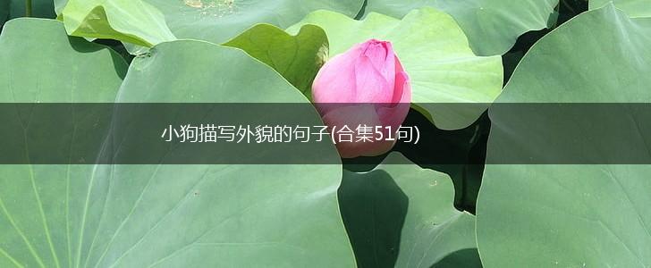 小狗描写外貌的句子(合集51句),第1张