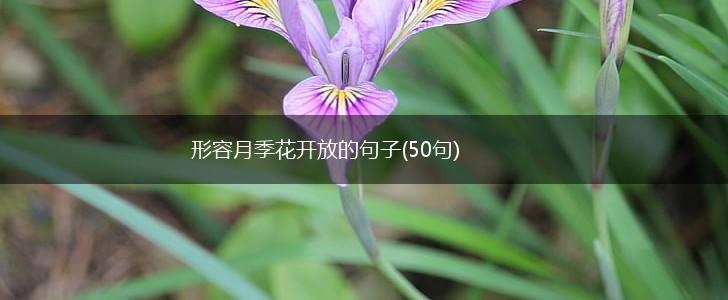 形容月季花开放的句子(50句),第1张