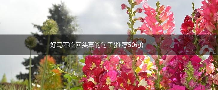 好马不吃回头草的句子(推荐50句),第1张