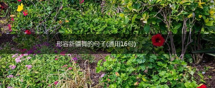形容新疆舞的句子(通用16句),第1张