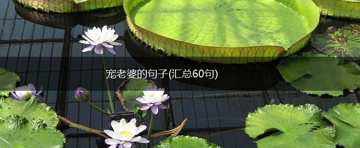 宠老婆的句子(汇总60句),第1张