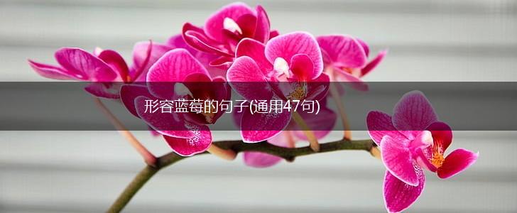 形容蓝莓的句子(通用47句),第1张