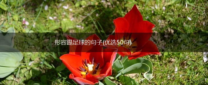 形容踢足球的句子(优选50句),第1张