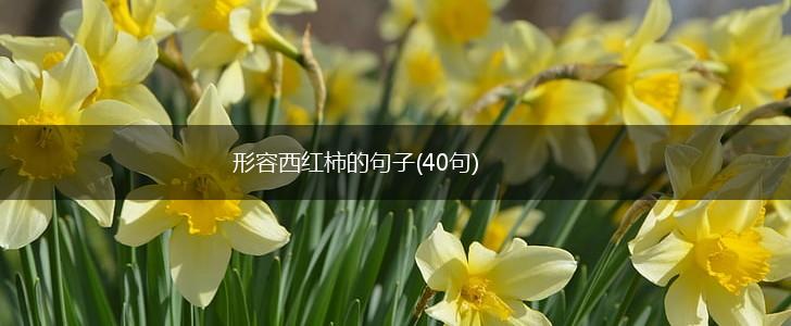 形容西红柿的句子(40句),第1张