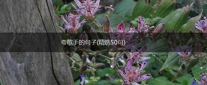 夸歌手的句子(精选50句),第1张