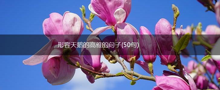 形容天鹅的高雅的句子(50句),第1张