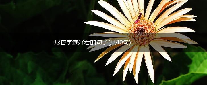 形容字迹好看的句子(共40句),第1张
