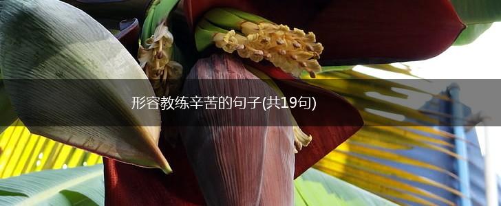 形容教练辛苦的句子(共19句),第1张