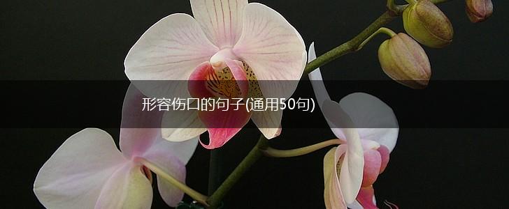 形容伤口的句子(通用50句),第1张