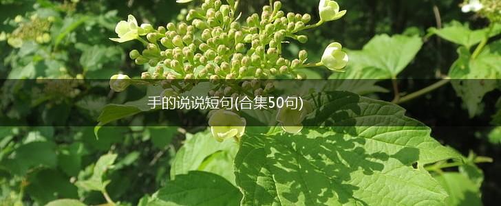 手的说说短句(合集50句),第1张