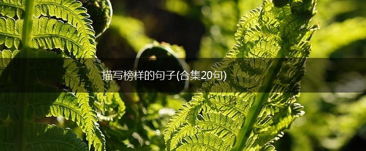 描写榜样的句子(合集20句),第1张