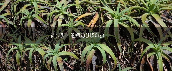 徒步励志的短句(共50句),第1张