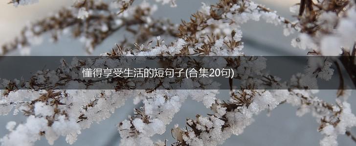 懂得享受生活的短句子(合集20句),第1张