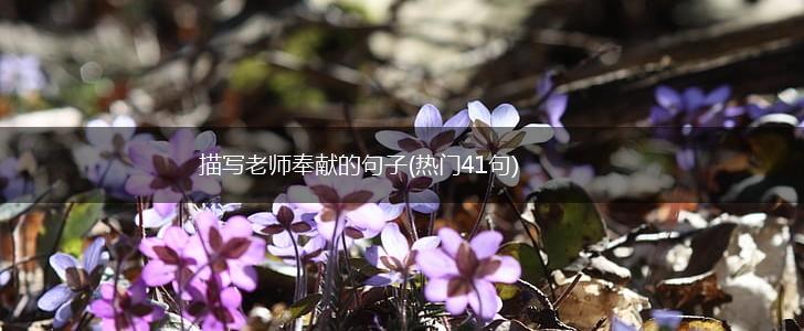 描写老师奉献的句子(热门41句),第1张