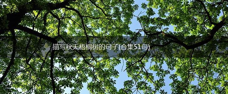 描写秋天梧桐树的句子(合集51句),第1张