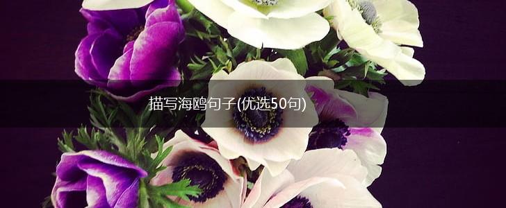 描写海鸥句子(优选50句),第1张