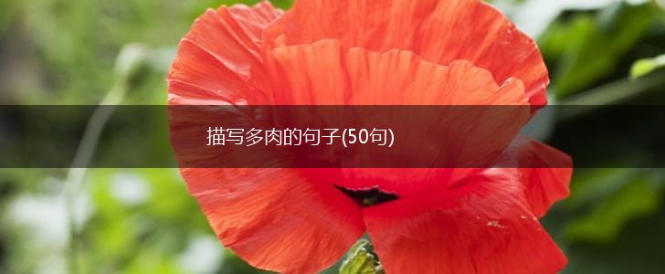 描写多肉的句子(50句),第1张