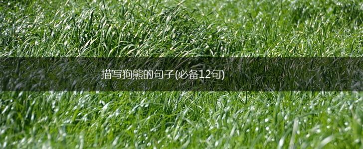 描写狗熊的句子(必备12句),第1张