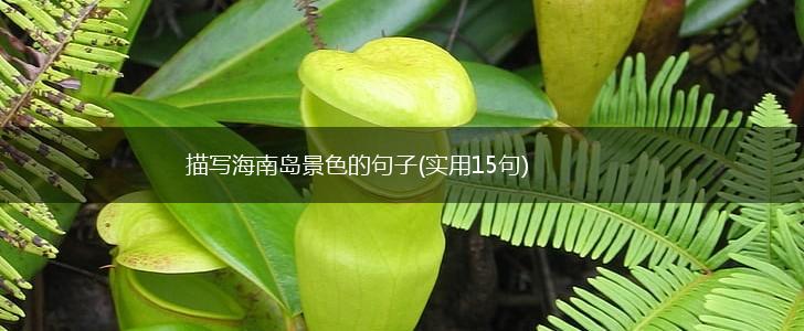 描写海南岛景色的句子(实用15句),第1张