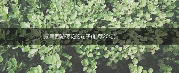 描写西湖荷花的句子(推荐20句),第1张