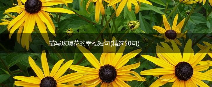 描写玫瑰花的幸福短句(精选50句),第1张