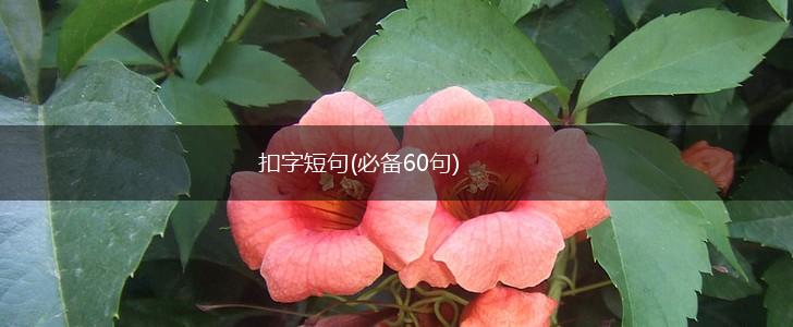 扣字短句(必备60句),第1张