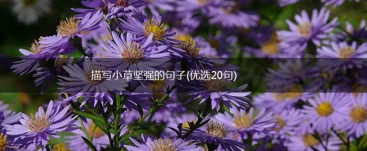 描写小草坚强的句子(优选20句),第1张