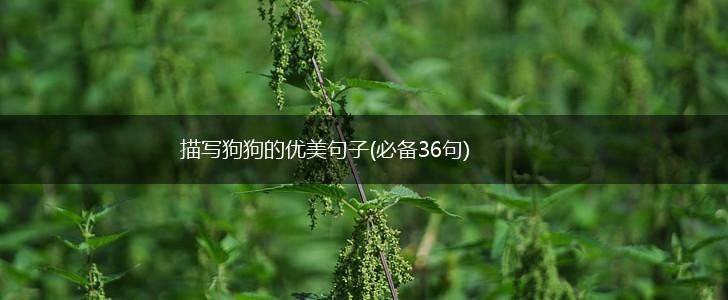 描写狗狗的优美句子(必备36句),第1张
