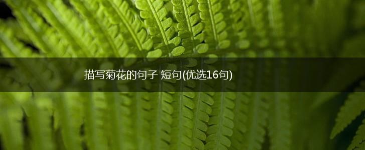 描写菊花的句子 短句(优选16句),第1张