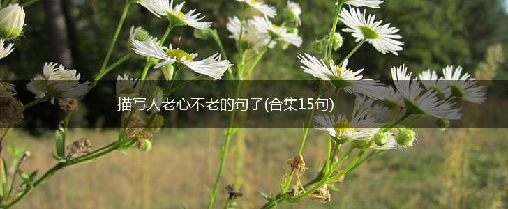 描写人老心不老的句子(合集15句),第1张