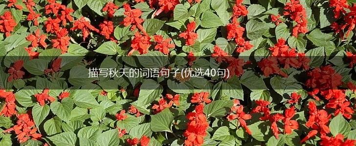 描写秋天的词语句子(优选40句),第1张 描写秋天的词语句子(优选40句),第1张