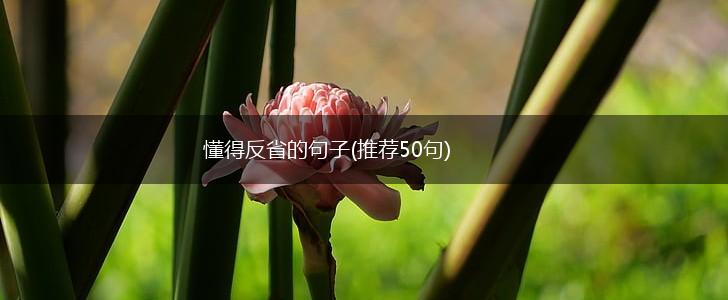 懂得反省的句子(推荐50句),第1张