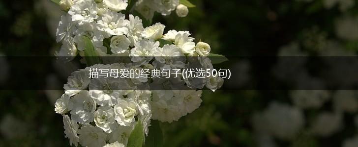 描写母爱的经典句子(优选50句),第1张