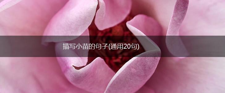 描写小苗的句子(通用20句),第1张