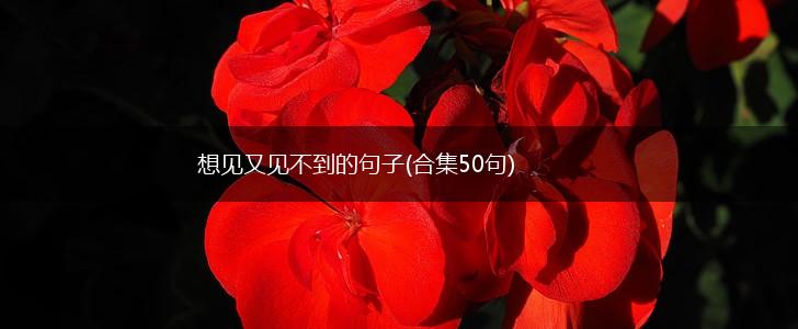 想见又见不到的句子(合集50句),第1张