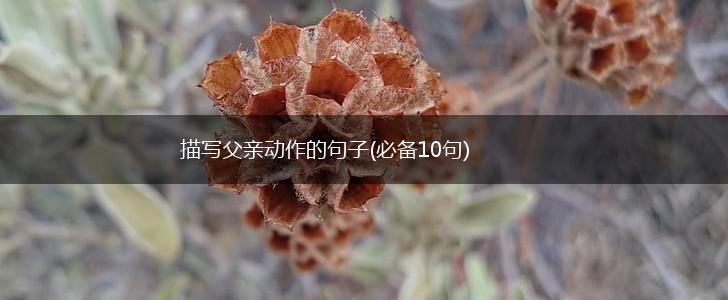 描写父亲动作的句子(必备10句),第1张