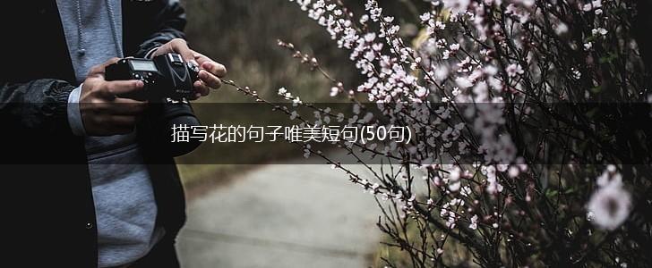 描写花的句子唯美短句(50句),第1张