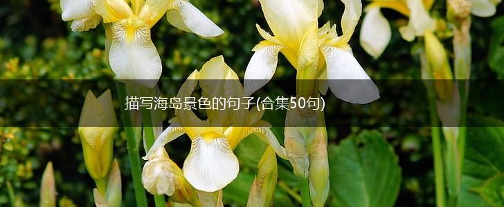 描写海岛景色的句子(合集50句),第1张