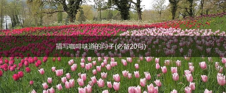 描写咖啡味道的句子(必备20句),第1张