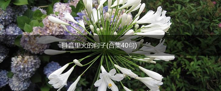 抖音里火的句子(合集40句),第1张