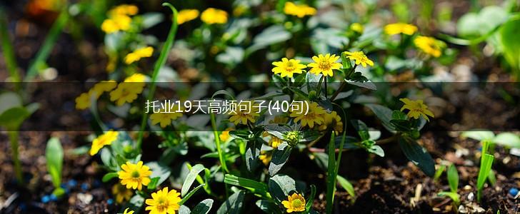 托业19天高频句子(40句),第1张