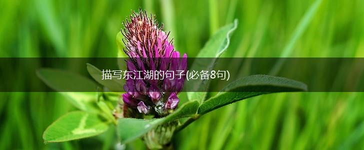 描写东江湖的句子(必备8句),第1张