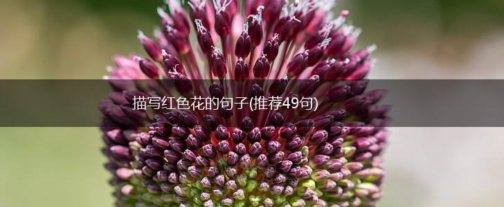 描写红色花的句子(推荐49句),第1张 描写红色花的句子(推荐49句),第1张