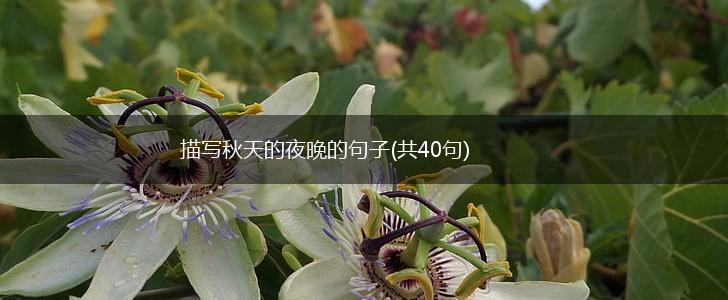 描写秋天的夜晚的句子(共40句),第1张
