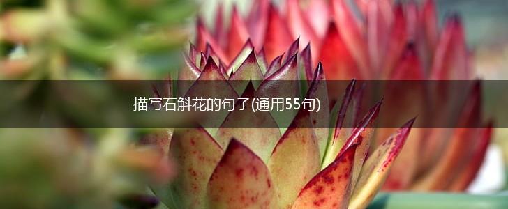 描写石斛花的句子(通用55句),第1张