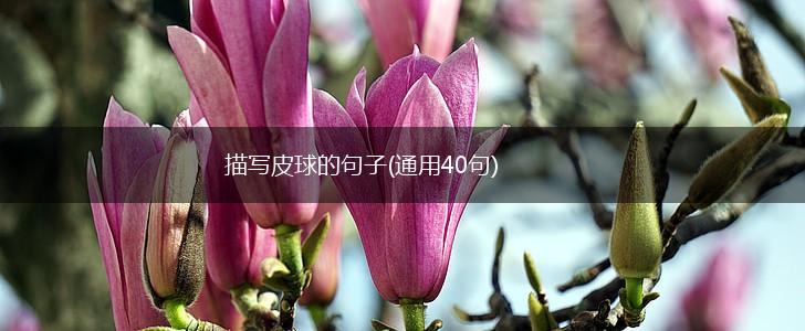 描写皮球的句子(通用40句),第1张