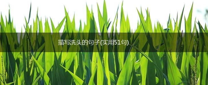 描写洗头的句子(实用51句),第1张