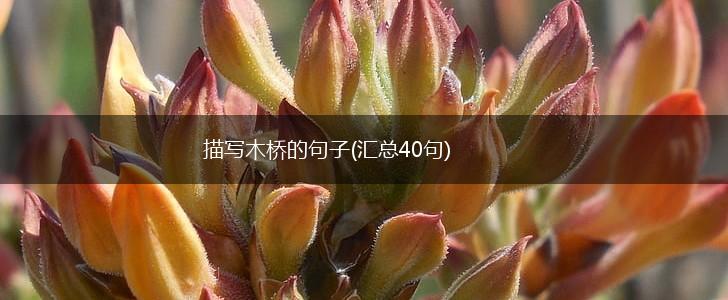 描写木桥的句子(汇总40句),第1张