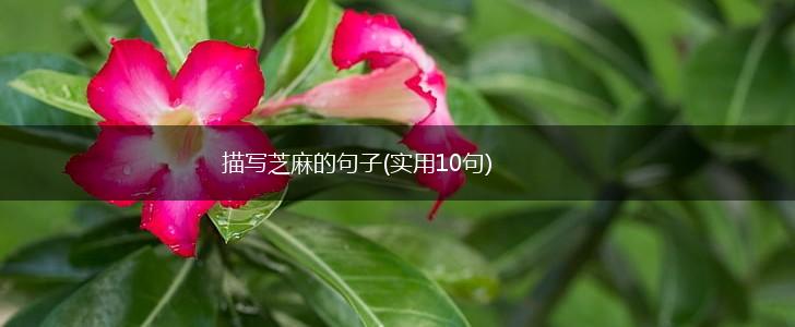 描写芝麻的句子(实用10句),第1张