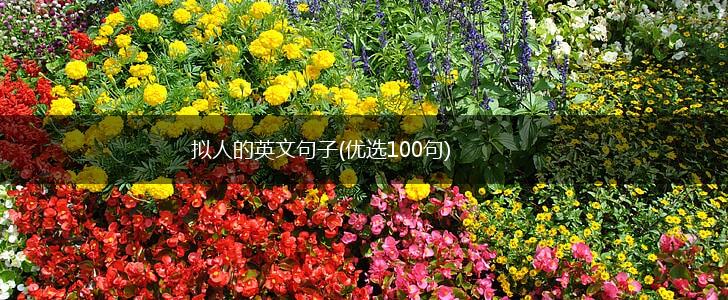 拟人的英文句子(优选100句),第1张